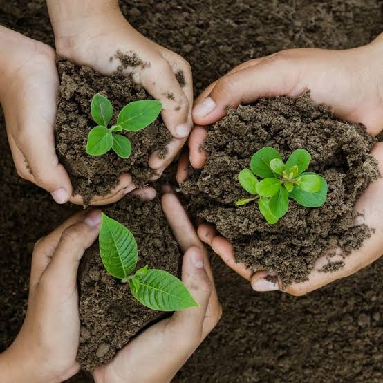 Tree Plantation